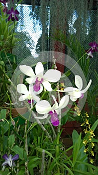 Beautiful orchid flowers sri lanka 01 photo