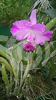 Beautiful orchid flowers sri lanka 01 photo