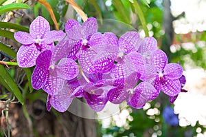 Beautiful orchid flowers Violet Hybrid Vanda