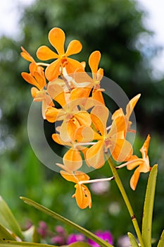 Beautiful orchid in the garden.