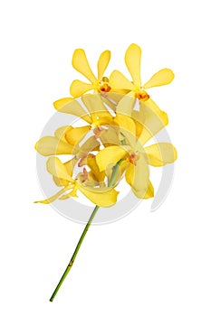 Beautiful orchid isolated on white