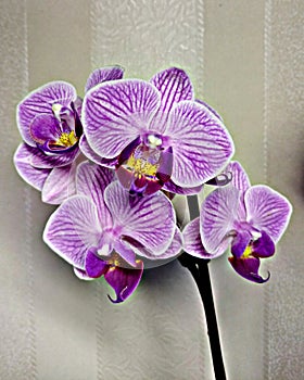 Beautiful orchid on a light background