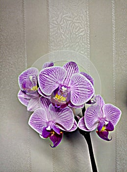 Beautiful orchid on a light background