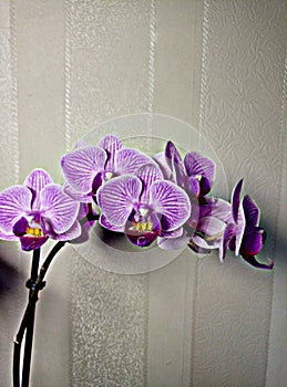 Beautiful orchid on a light background