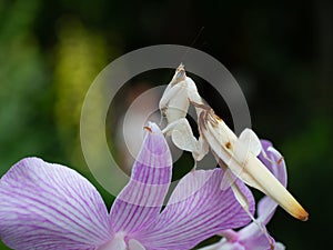 Beautiful orchid mantis close up