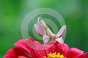 Beautiful orchid mantis comouflage on flowers