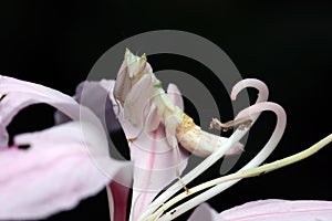 Beautiful orchid mantis on flower, closeup insect