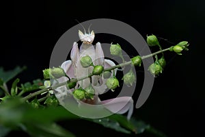 Beautiful orchid mantis on flower, closeup insect