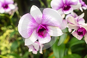 Beautiful orchid named Dendrobium family within the flower garden