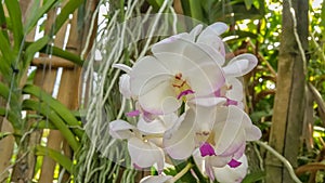 Beautiful orchid park has Phalaenopsis flower in spring season at Ratchaburi Province