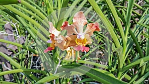 Beautiful orchid park has Udon Sunshine flower in spring season