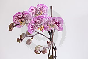 Beautiful orchid phalaenopsis blooming isolated on white background.