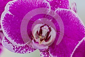 Beautiful orchid with pink petals with white border and red pistil