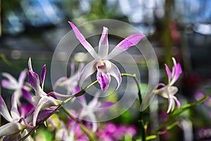 Beautiful orchid in plant nursery