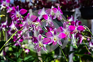 Beautiful orchid in plant nursery