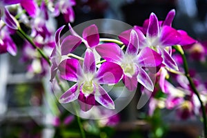 Beautiful orchid in plant nursery