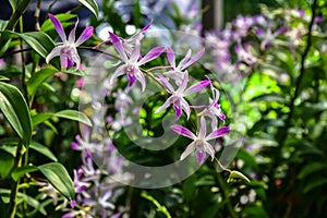 Beautiful orchid in plant nursery