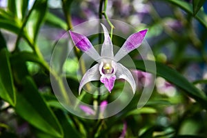 Beautiful orchid in plant nursery