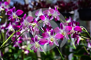 Beautiful orchid in plant nursery