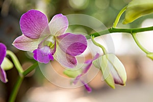 Beautiful orchid. Purple Dendrobium sonia Orchidaceae