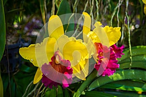 Beautiful Orchidaceae flowers in orchid farm, Phuket, Thailand