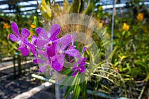 Beautiful Orchidaceae flowers in orchid farm, Phuket, Thailand