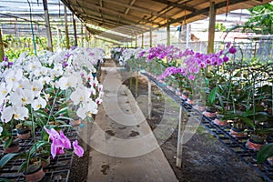 Beautiful Orchidaceae flowers in orchid farm, Phuket, Thailand