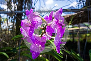 Beautiful Orchidaceae flowers in orchid farm, Phuket, Thailand