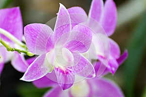 Beautiful orchidaceae green background