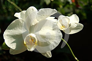 Beautiful Orchide on green background