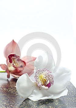 The beautiful orchidea with background