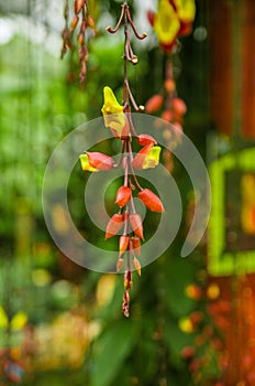 Beautiful orchidea inside of a greenhouse located in a garden in Mindo, Ecuador