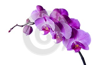 BEAUTIFUL ORCHIDS