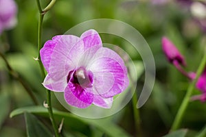 Beautiful orchids