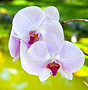 Beautiful orchids