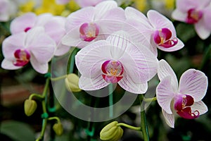 Beautiful orchids