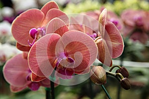 Beautiful orchids