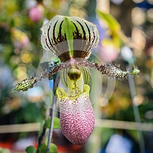 Beautiful orchids