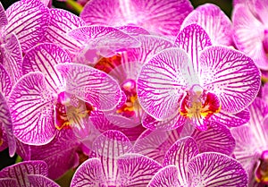 Beautiful orchids in bloom