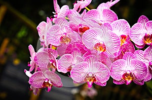Beautiful orchids in bloom