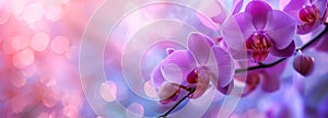 Beautiful orchids with bokeh