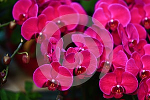 Beautiful orchids, butterfly orchid