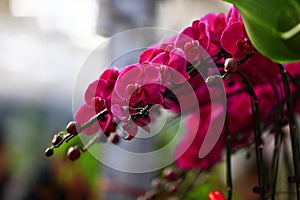 Beautiful orchids, butterfly orchid