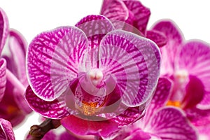 Beautiful orchids of different colors. Phalaenopsis hybrids.