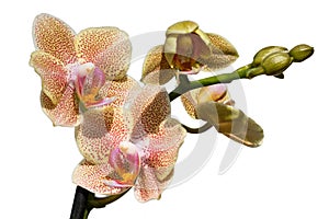 Beautiful orchids of different colors. Phalaenopsis hybrids.