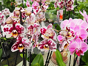 Beautiful orchids empowering with happiness the day