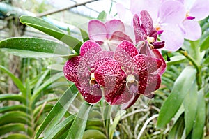 Beautiful orchids in farm