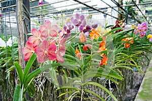 Beautiful orchids in farm