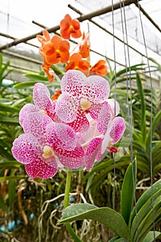 Beautiful orchids in farm