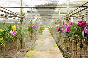 Beautiful orchids in farm